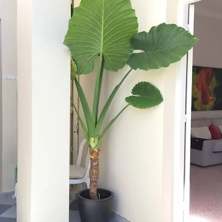 Colorful 110 M2 House In Chania Center! アパート *